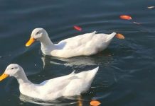 Thump, Thud, Quack Who’s out there?