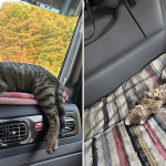 Cats in trucks, a cat comfortably resting on a trucker’s bed inside a truck cab, showing that felines can adapt well to life on the road.