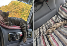 Cats in Trucks: Practical Tips for Your Feline’s Well-being on the Road Cats in trucks, a cat comfortably resting on a trucker’s bed inside a truck cab, showing that felines can adapt well to life on the road.